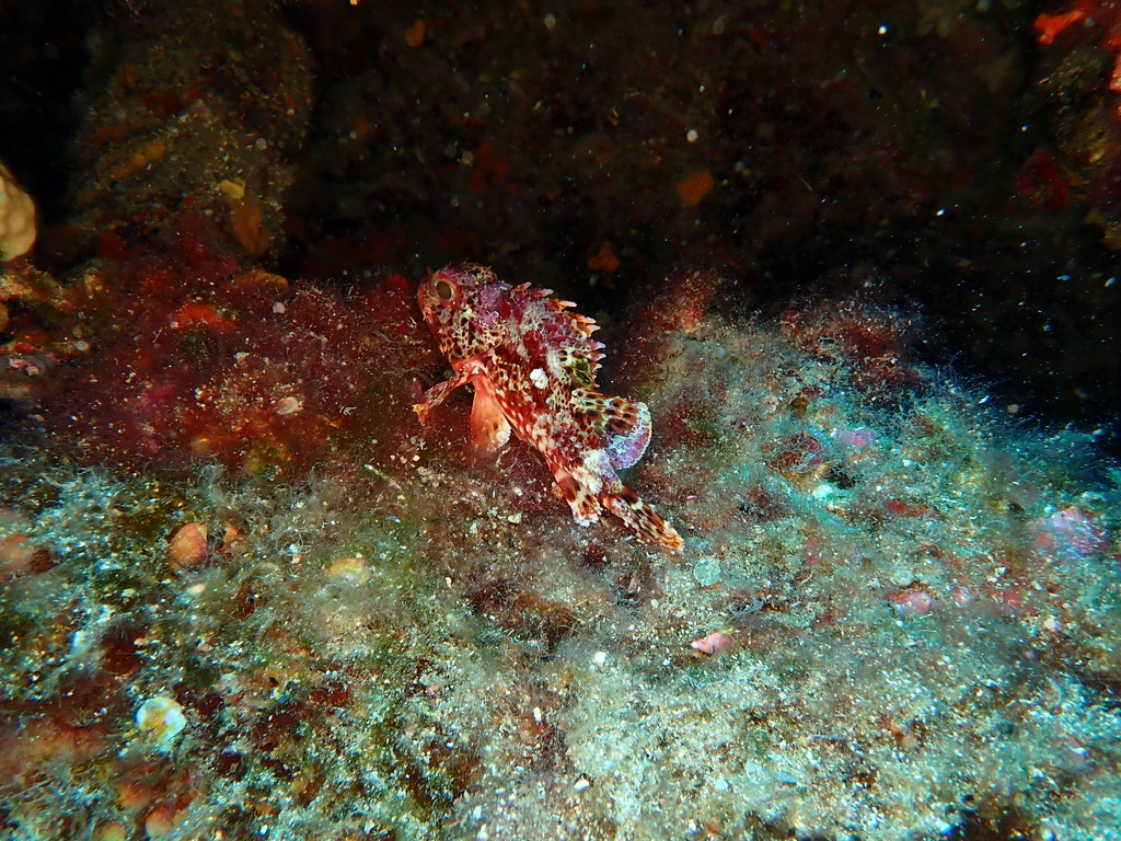Photo de Rascasse pustuleuse (Scorpaena notata)