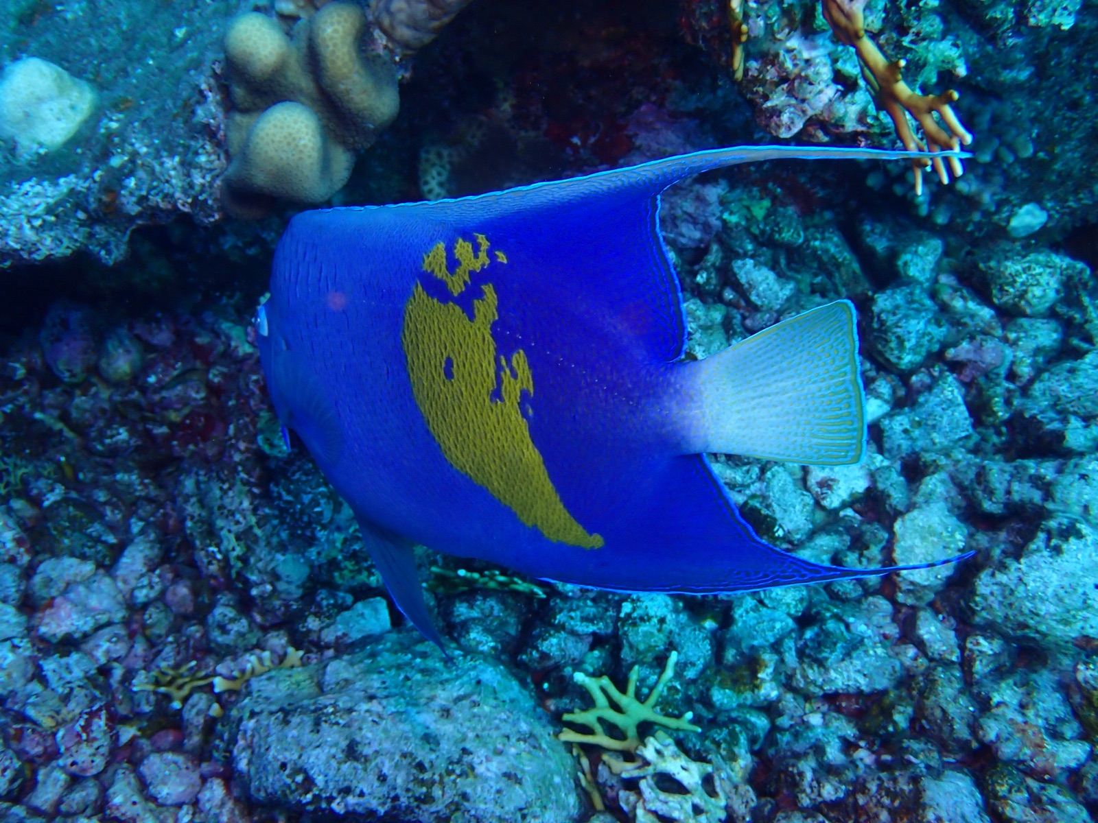 Photo of Yellowbar angelfish (Pomacanthus maculosus)