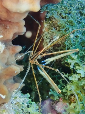 Foto de Cangrejo flecha (Stenorhynchus seticornis)