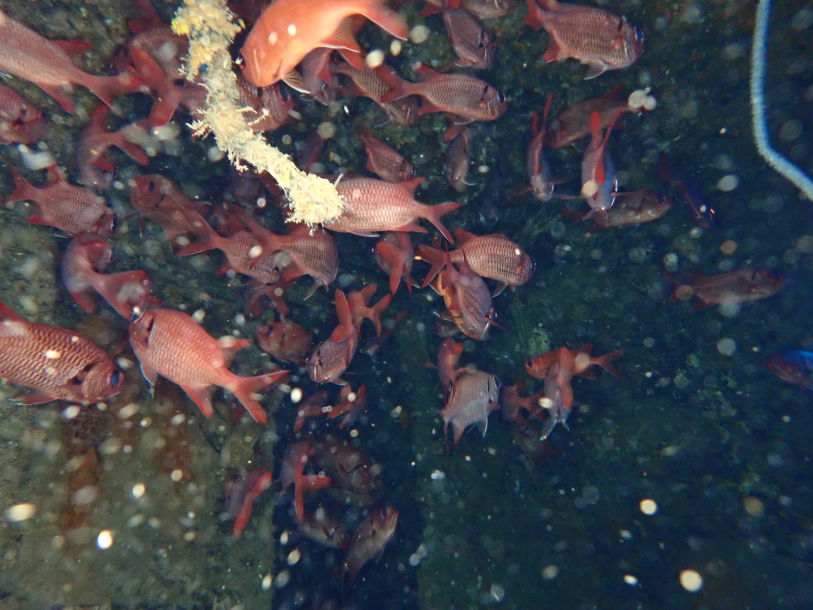 Photo of Blotcheye soldierfish (Myripristis murdjan)