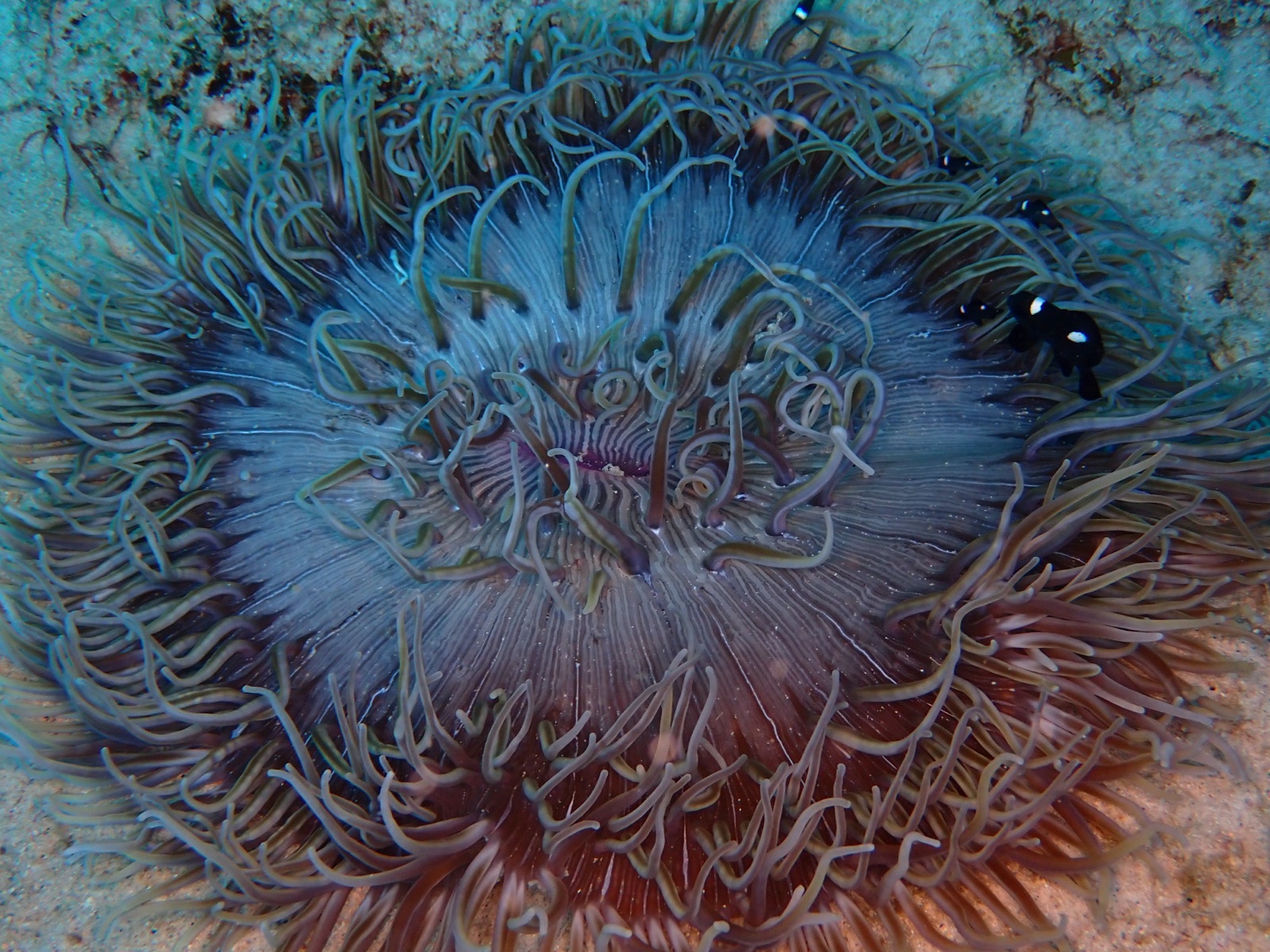 Foto de Tomate de mar (Actinia equina)