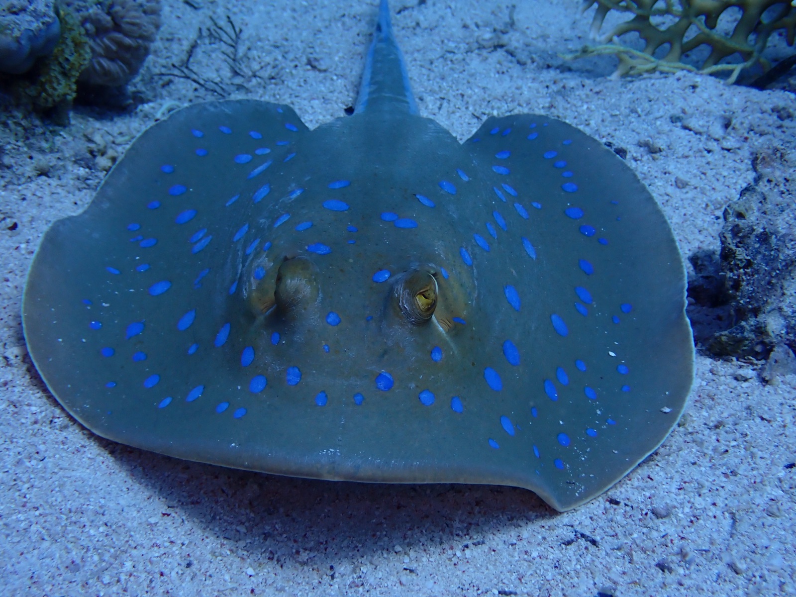 Photo de Raie pastenague à points bleus (Taeniura lymma)