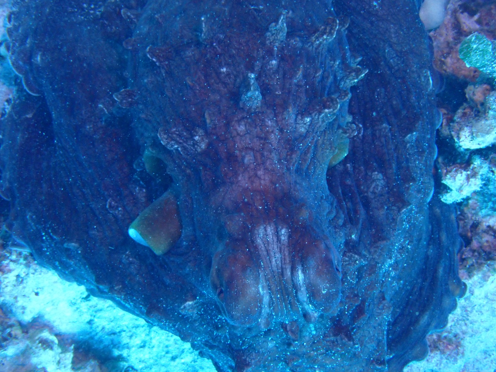 Foto de Pulpo diurno (Octopus cyanea)