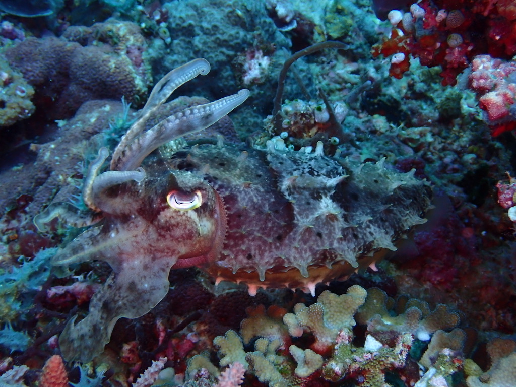 Photo of Bigfin Reef Squid (Sepia latimanus)