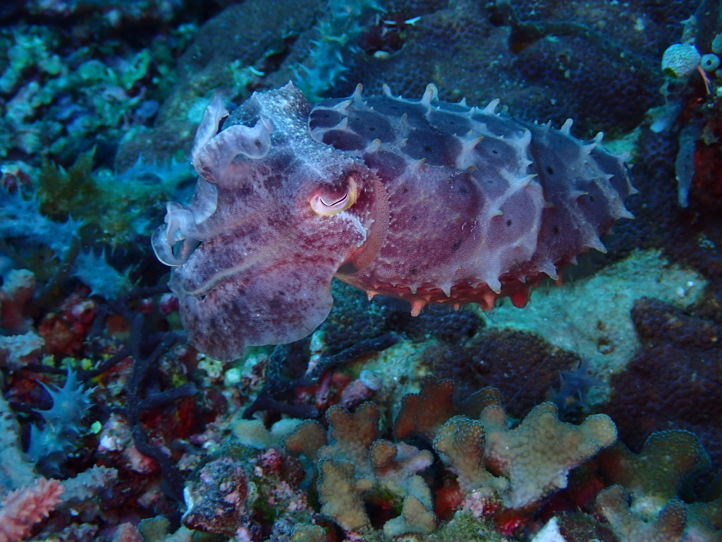 Photo of Bigfin Reef Squid (Sepia latimanus)