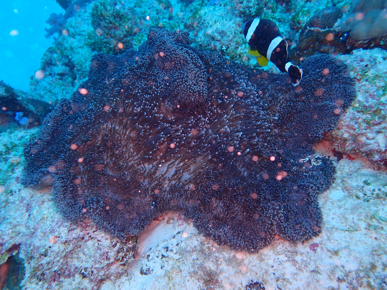 Foto de Anemona de Haddon (Stichodactyla haddoni)