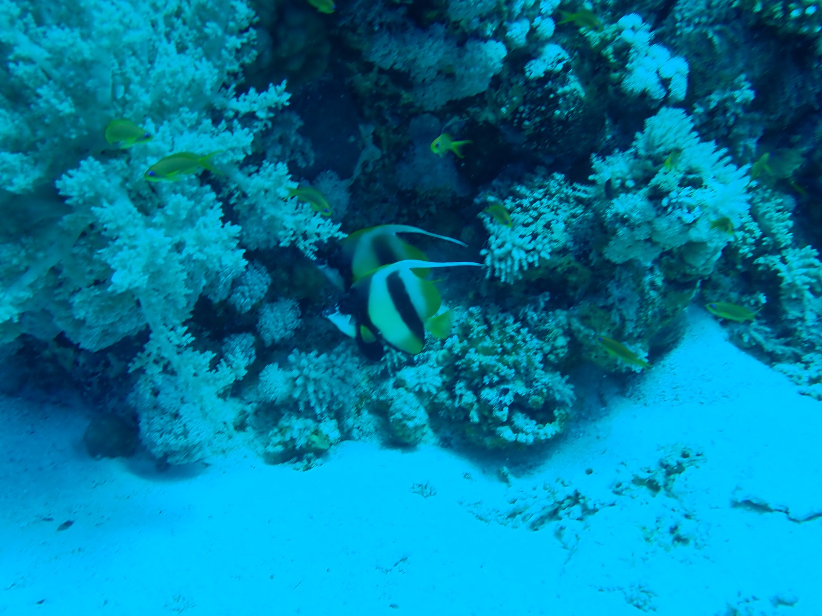 Photo of Red Sea bannerfish (Heniochus intermedius)