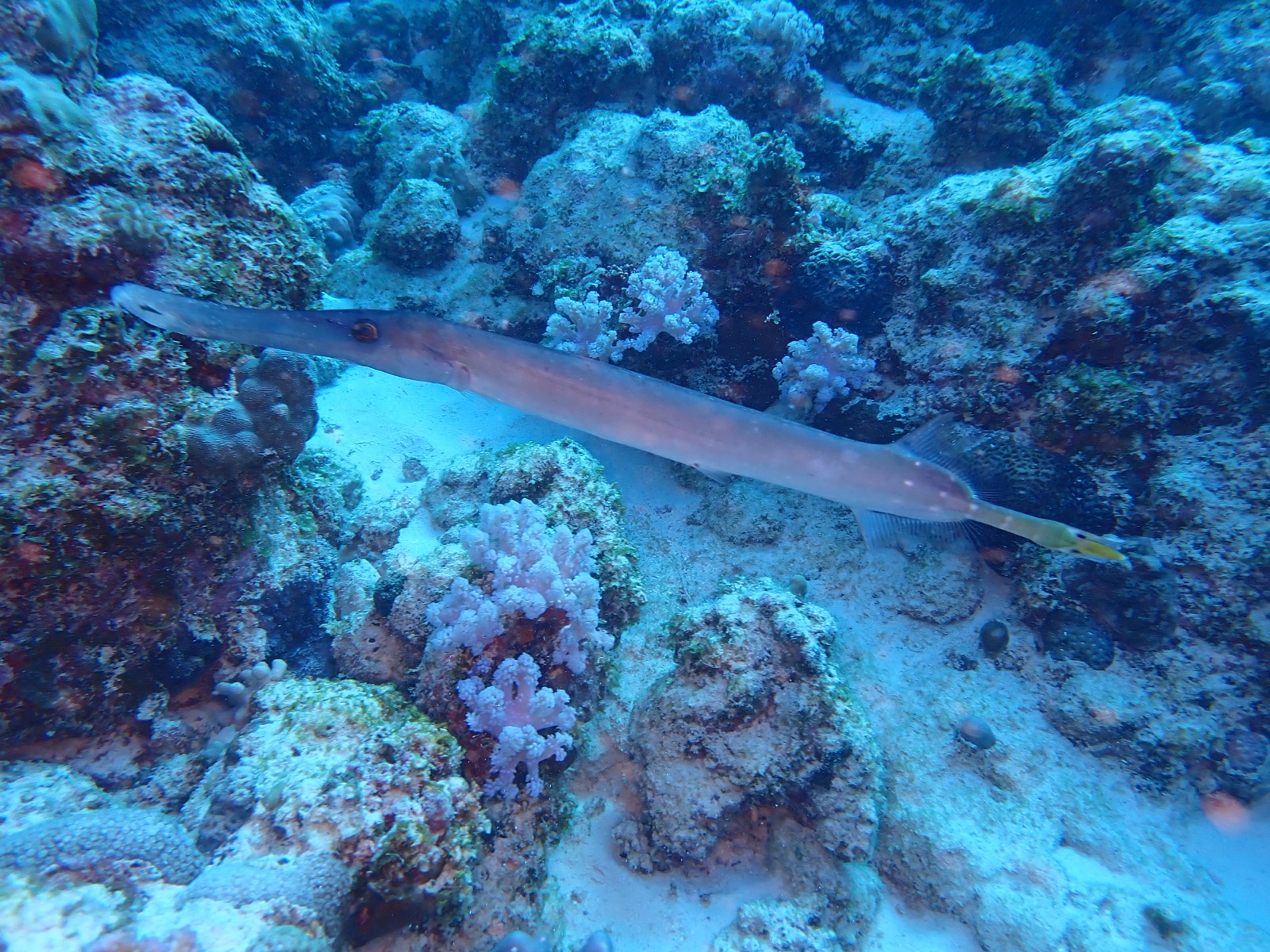 Photo de Trompette chinoise (Aulostomus chinensis)