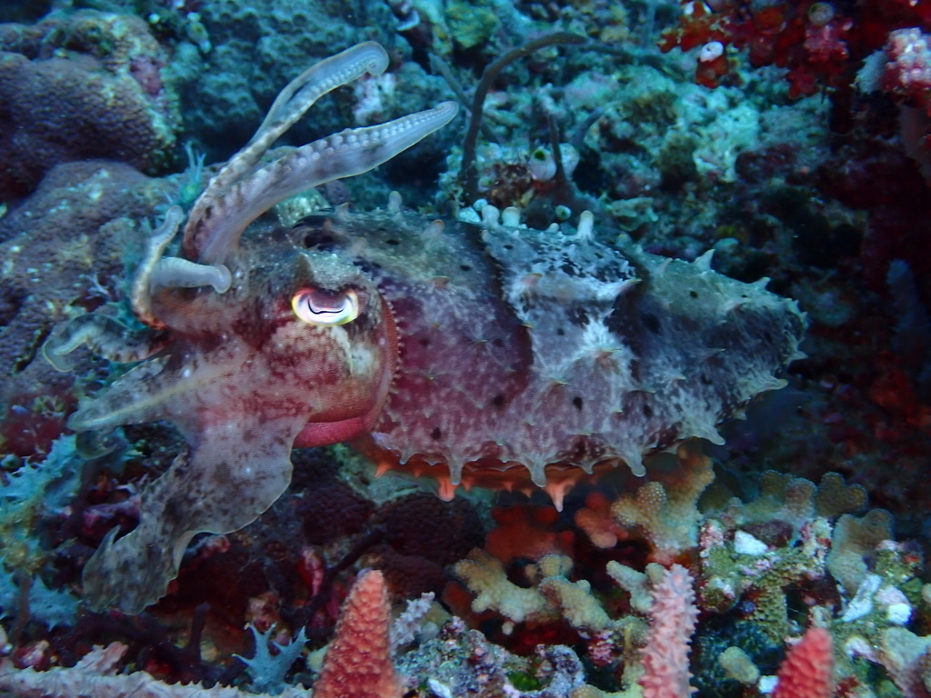 Photo of Bigfin Reef Squid (Sepia latimanus)