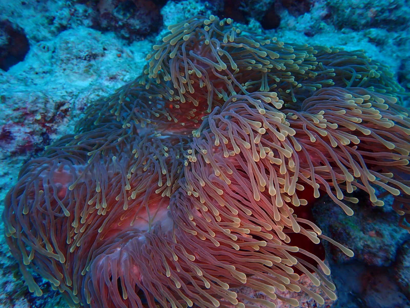Photo de Anemone magnifique (Heteractis magnifica)