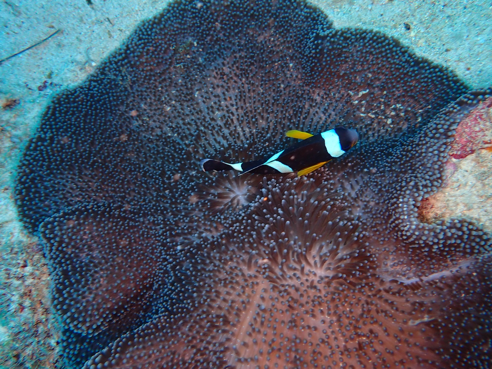 Foto de Pez payaso amazona (Amphiprion polymnus)