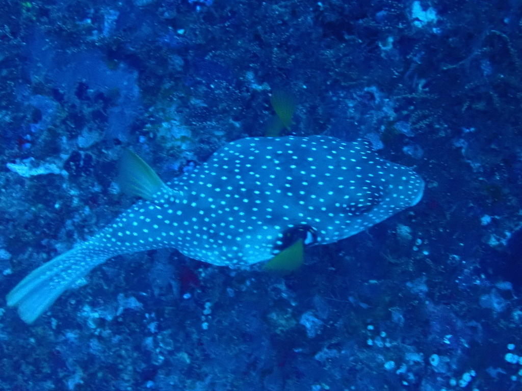 Foto de Botete pintado (Arothron meleagris)