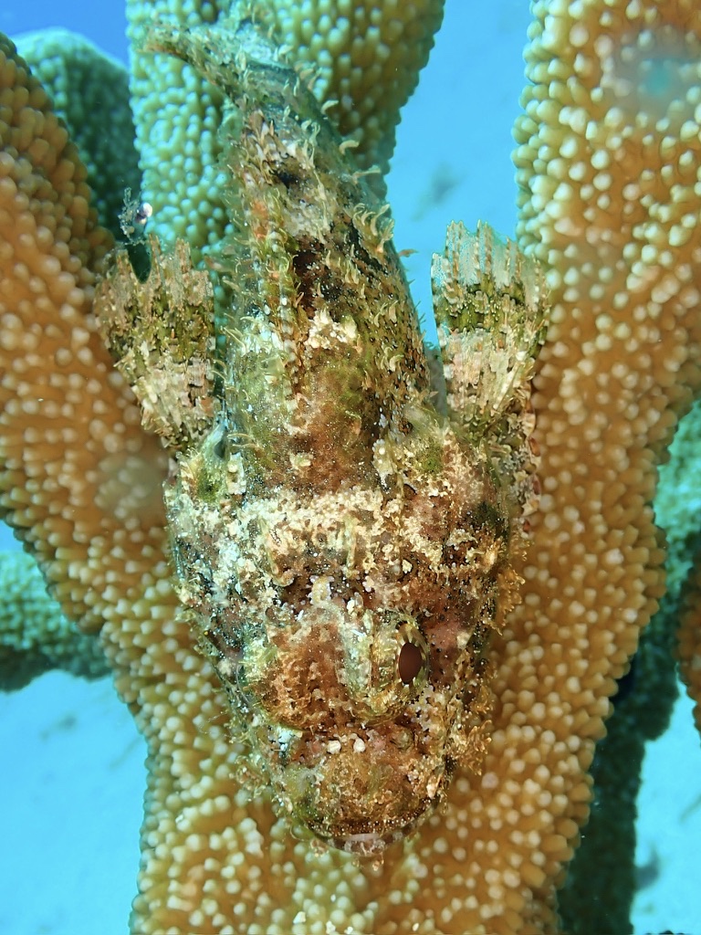 Photo de Rascasse tachetée caribéenne (Scorpaena plumieri)