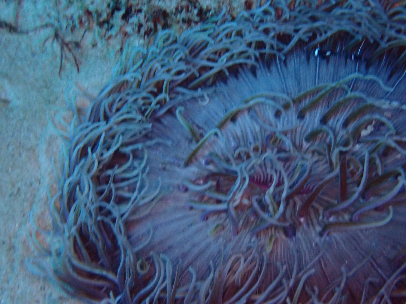 Foto de Anémona verde (Anemonia viridis)