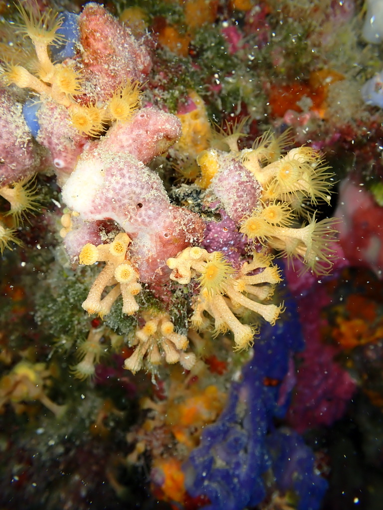 Photo of Yellow cluster anemone (Parazoanthus axinellae)