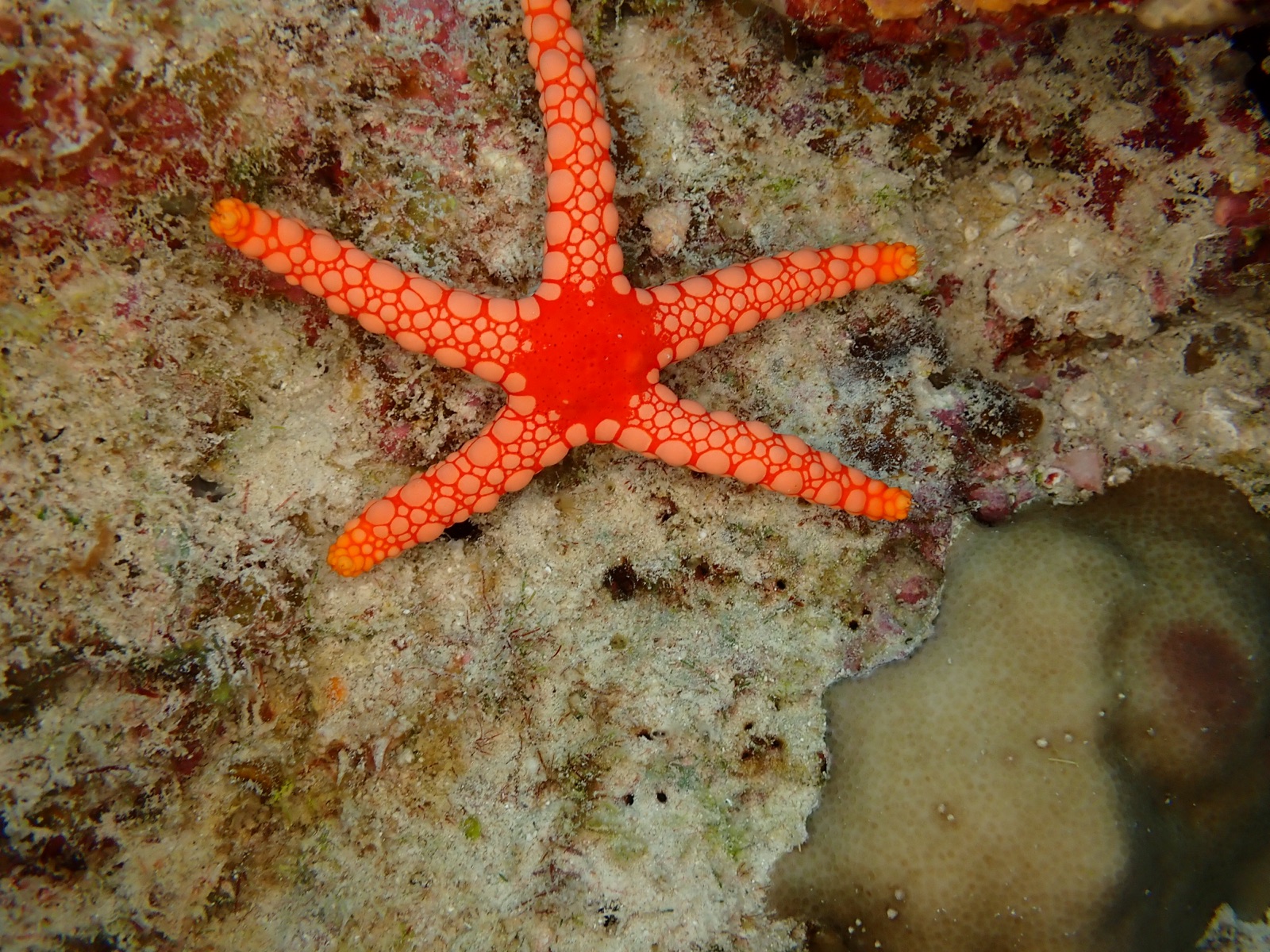 Foto de Estrella collar (Fromia monilis)