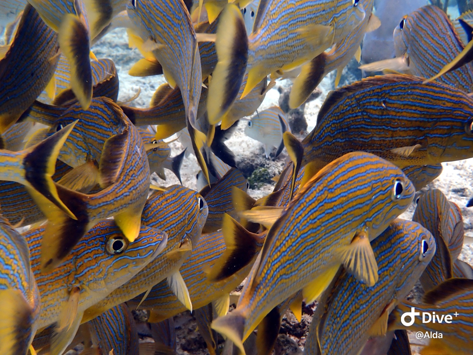 Photo of Bluestriped grunt (Haemulon sciurus)