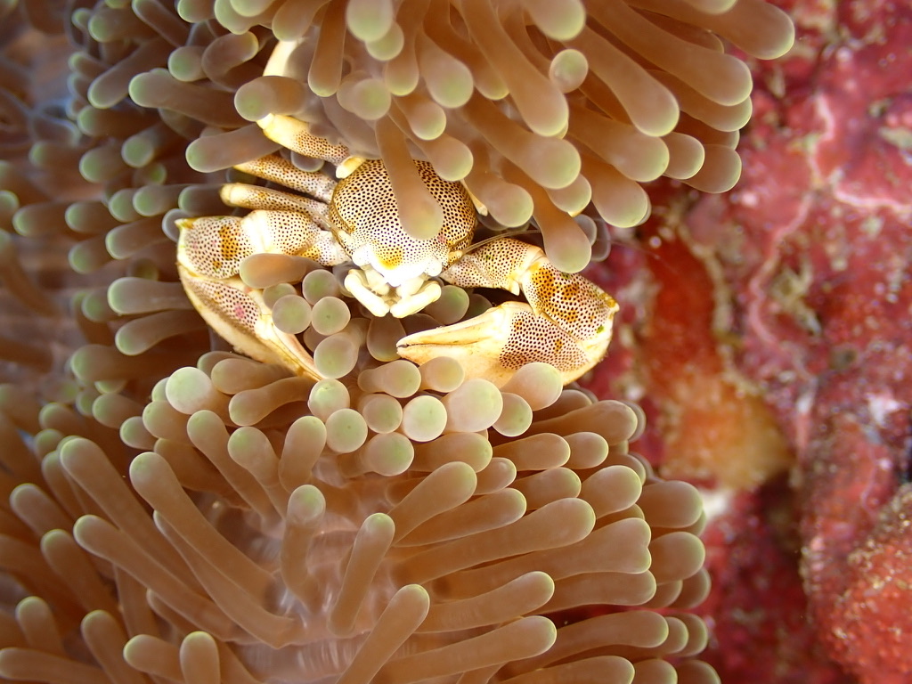Photo de Crabe porcelaine des anemones (Neopetrolisthes maculatus)