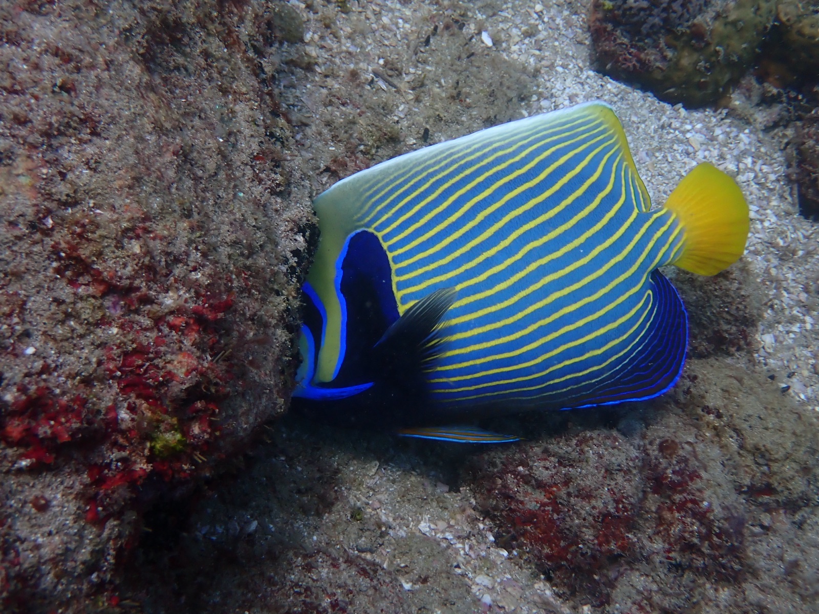 Photo of Emperor angelfish (Pomacanthus imperator)