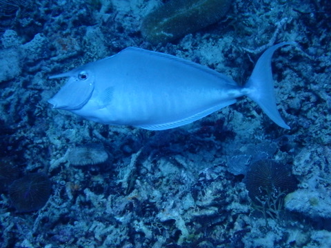 Foto de Pez unicornio (Naso unicornis)