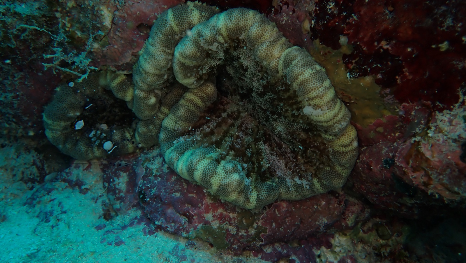Foto de Coral cerebro carnoso (Lobophyllia hemprichii)