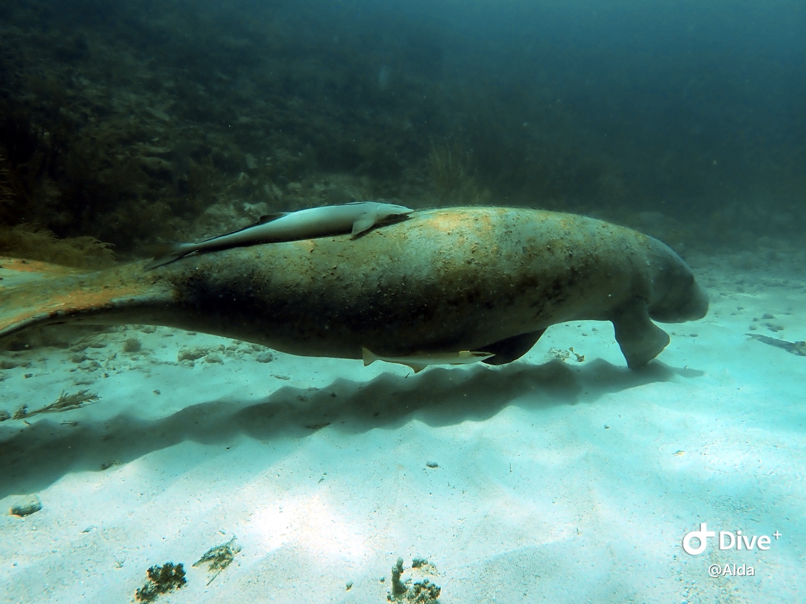 Photo de Dugong (Dugong dugon)