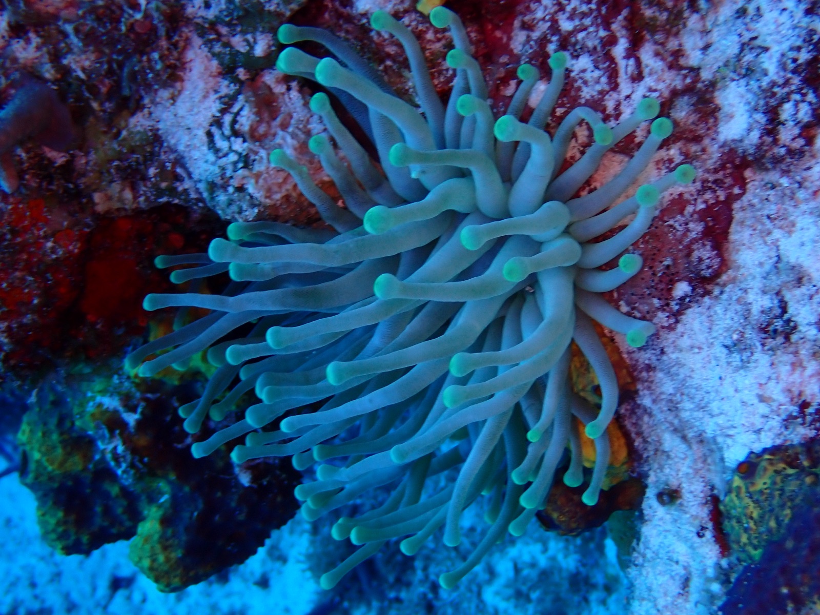 Foto de Gran anémona caribeña (Condylactis gigantea)