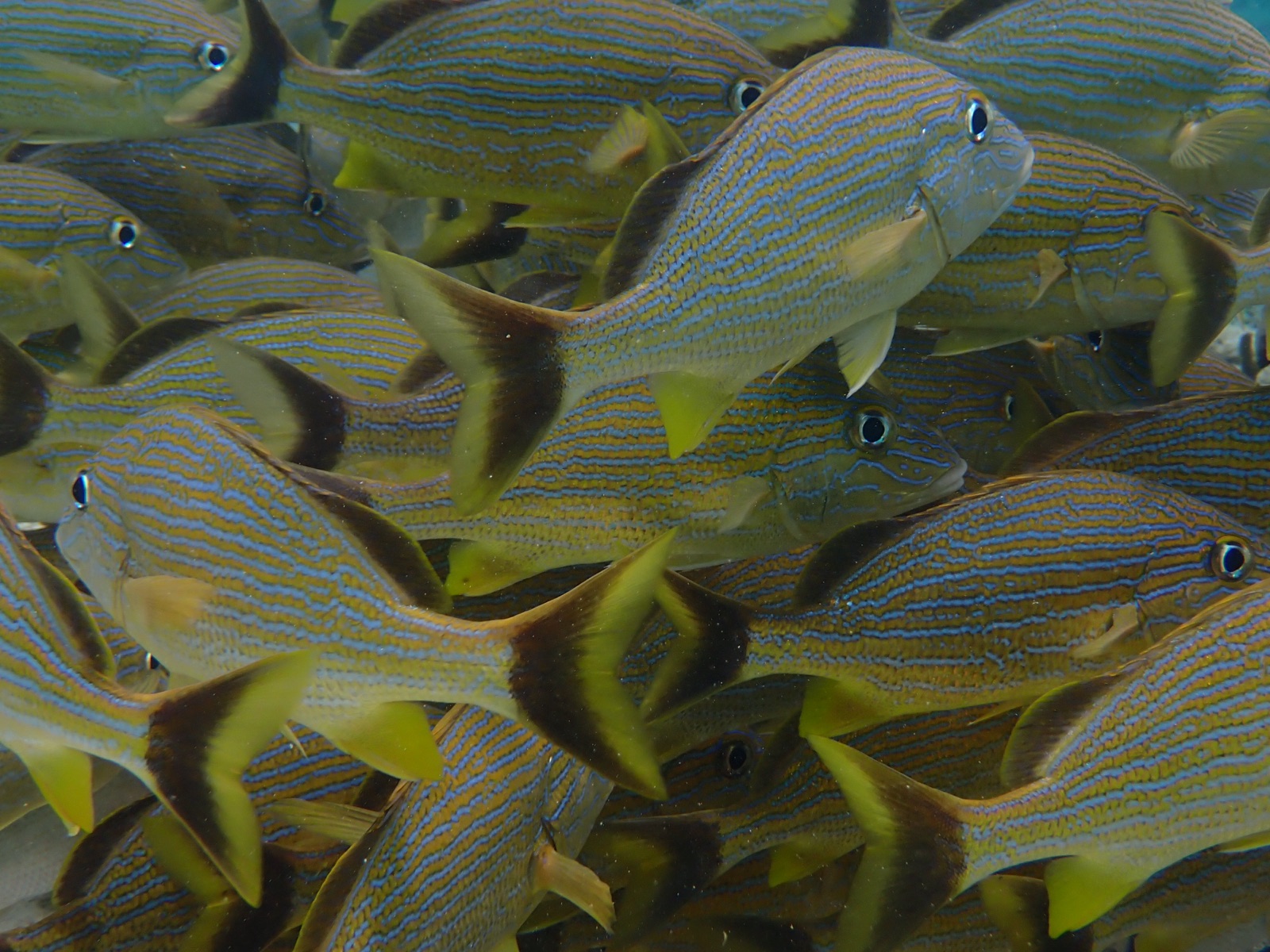 Photo of Bluestriped grunt (Haemulon sciurus)
