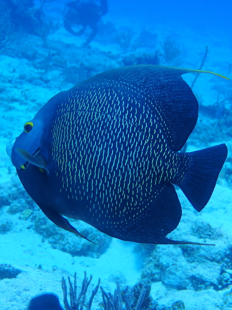 Photo de Poisson-ange français (Pomacanthus paru)