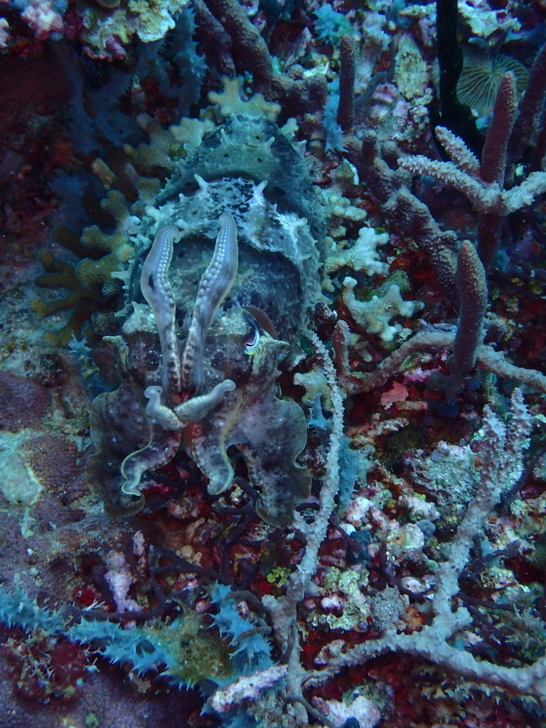 Foto de Pulpo diurno (Octopus cyanea)