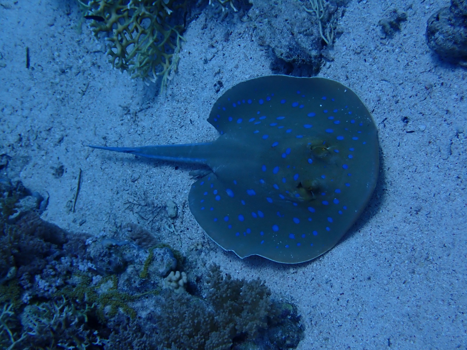 Photo de Raie pastenague à points bleus (Taeniura lymma)