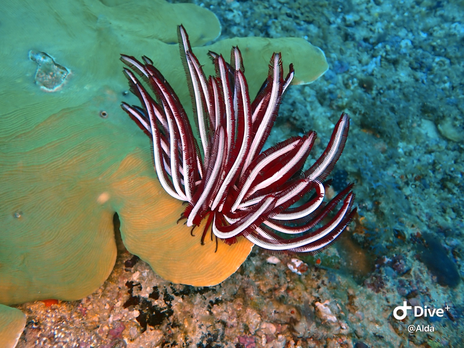 Foto de Crinoide rojo (Himerometra robustipinna)