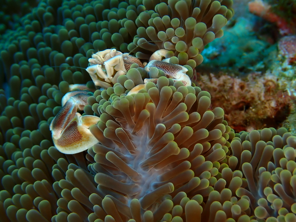 Photo de Crabe porcelaine des anemones (Neopetrolisthes maculatus)