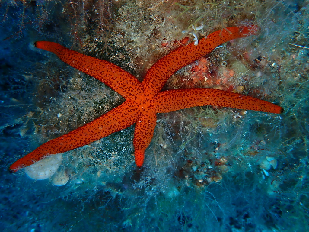 Foto de Estrella roja (Echinaster sepositus)