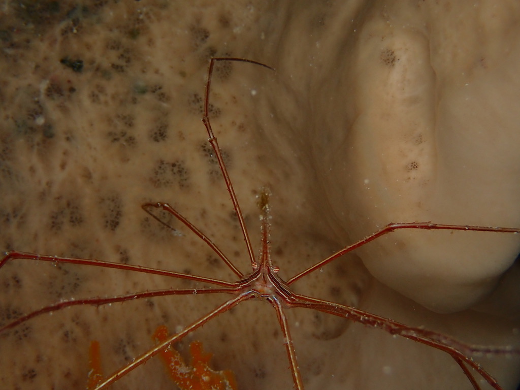 Photo of Arrow Crab (Stenorhynchus seticornis)