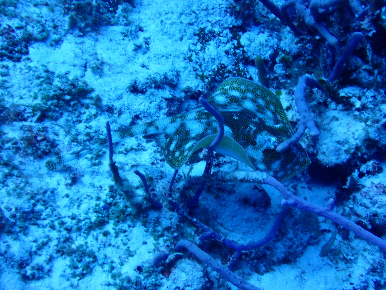 Foto de Pulpo de arrecife caribeño (Octopus briareus)