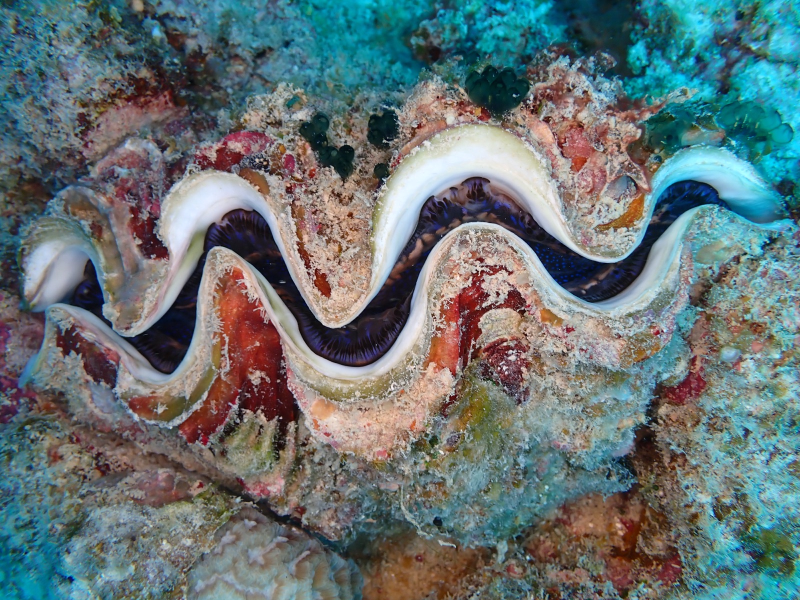 Photo of Fluted giant clam (Tridacna squamosa)