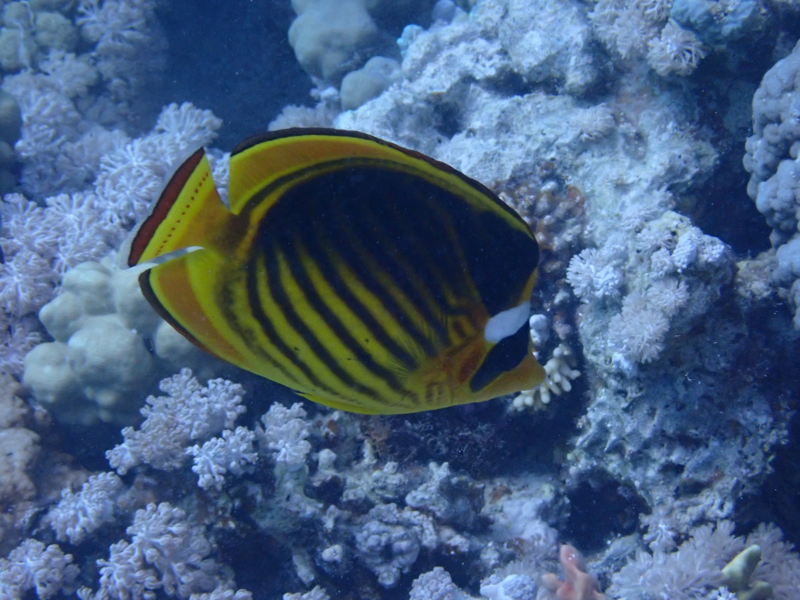 Photo of Diagonal butterflyfish (Chaetodon fasciatus)
