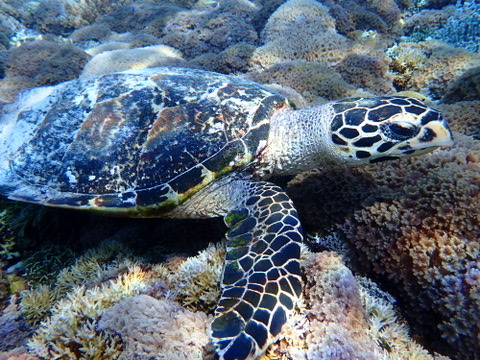 Foto de Tortuga carey (Eretmochelys imbricata)
