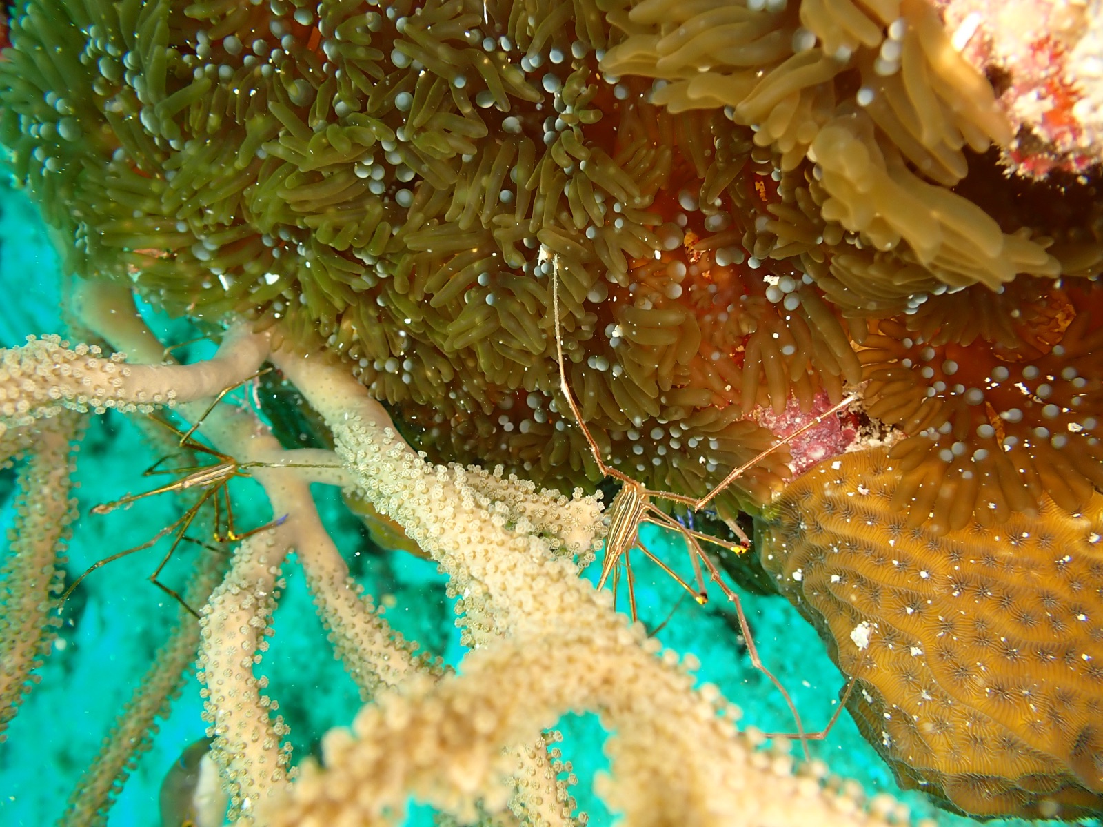 Foto de Cangrejo flecha (Stenorhynchus seticornis)