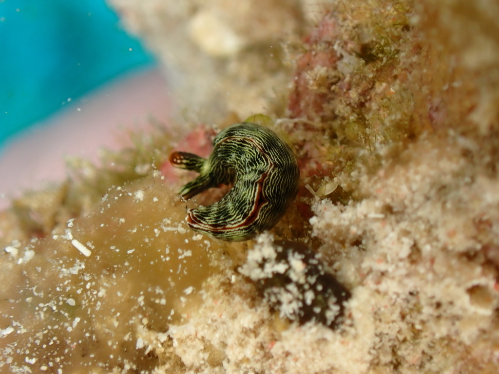 Photo de Thuridilla gracile (Thuridilla gracilis)