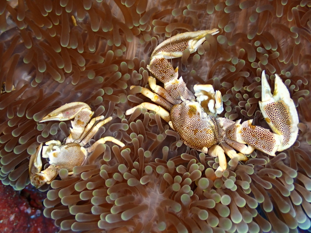 Photo de Crabe porcelaine des anemones (Neopetrolisthes maculatus)