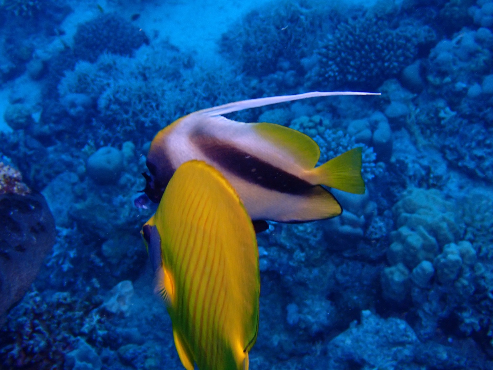 Photo of Pennant coralfish (Heniochus acuminatus)