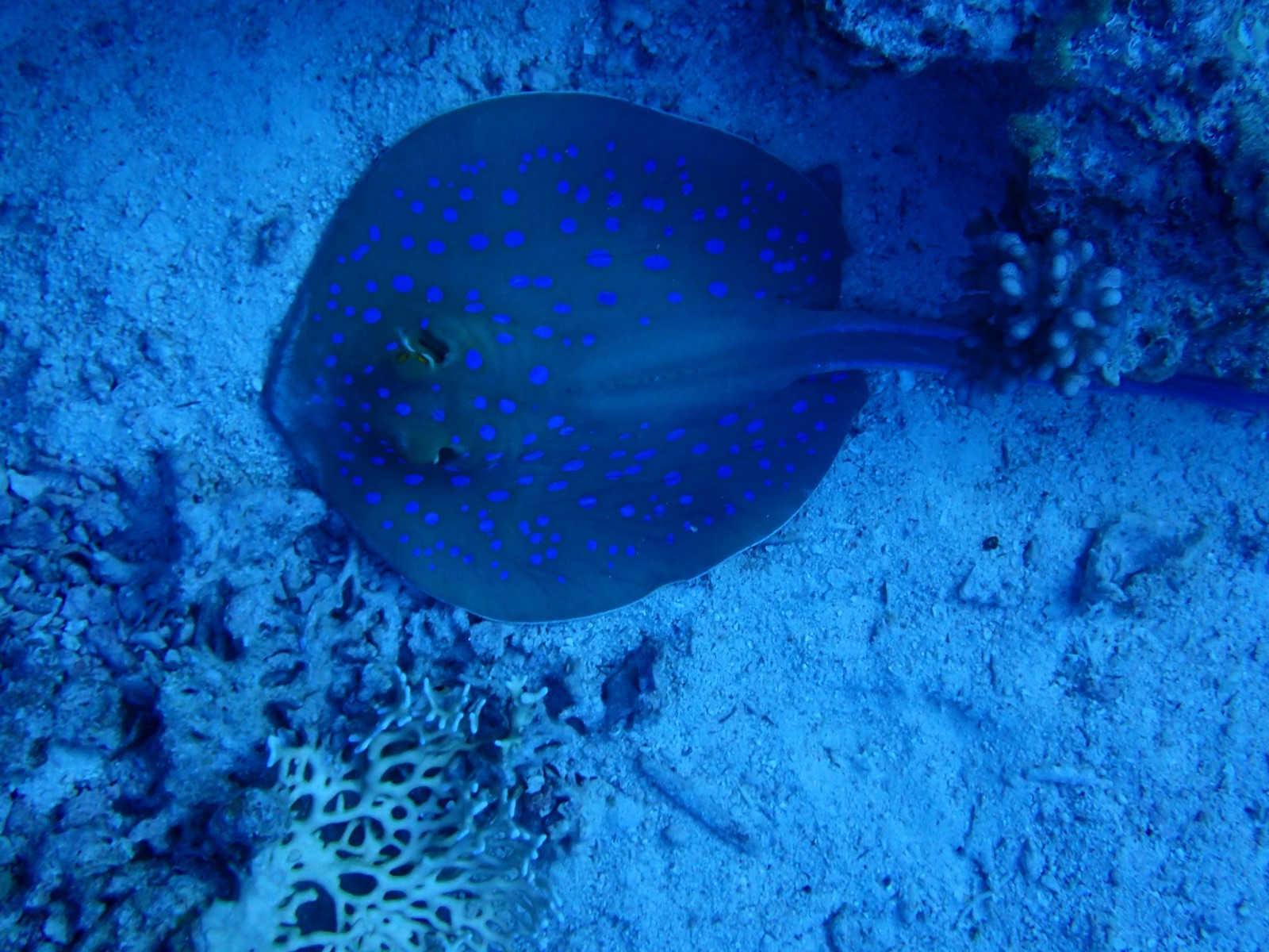 Photo de Raie pastenague à points bleus (Taeniura lymma)