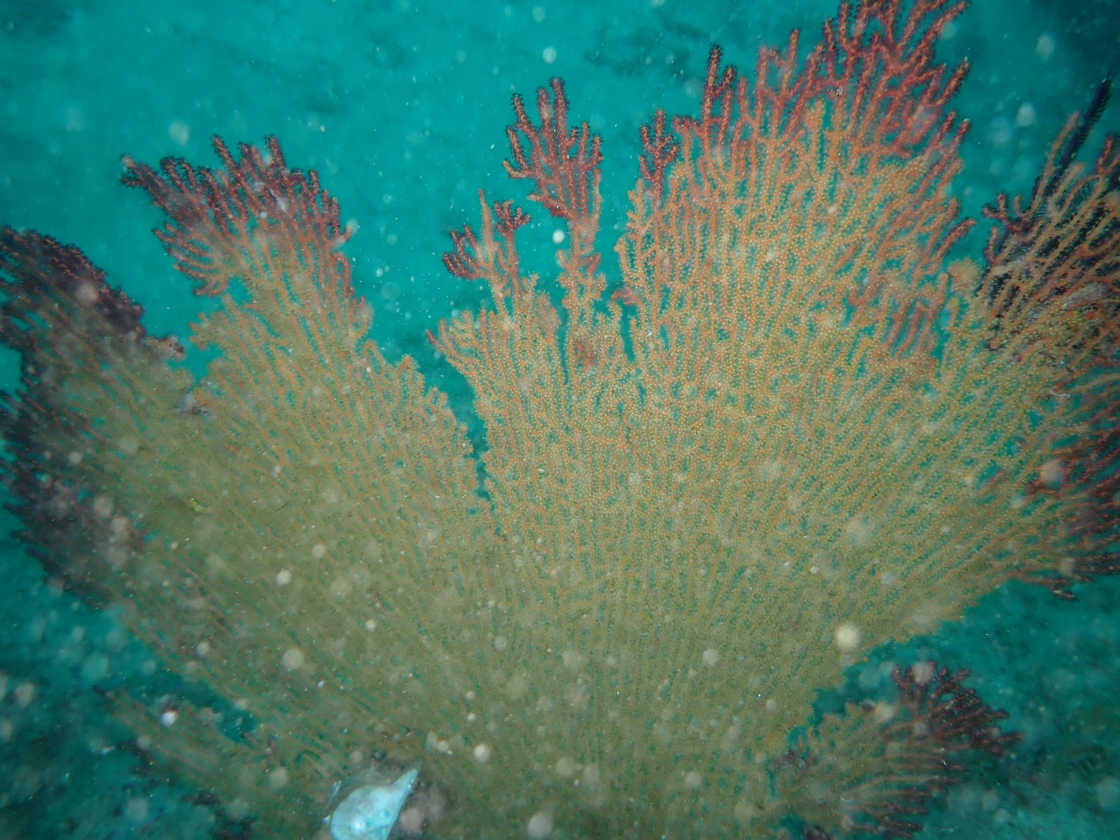 Photo de Gorgone éventail violet (Gorgonia ventalina)