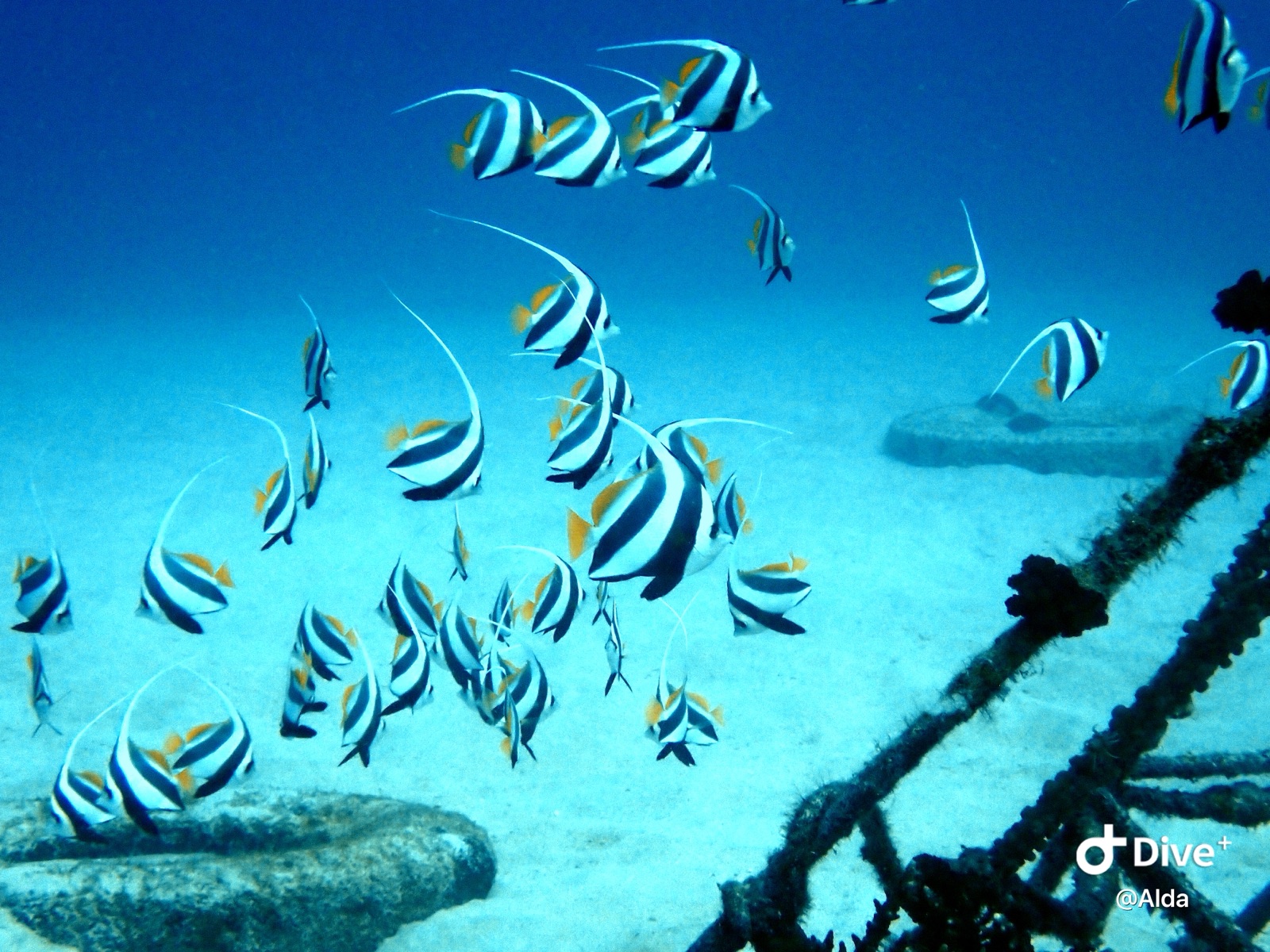 Photo of Schooling bannerfish (Heniochus diphreutes)