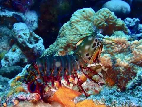 Photo de Squille paon (Odontodactylus scyllarus)