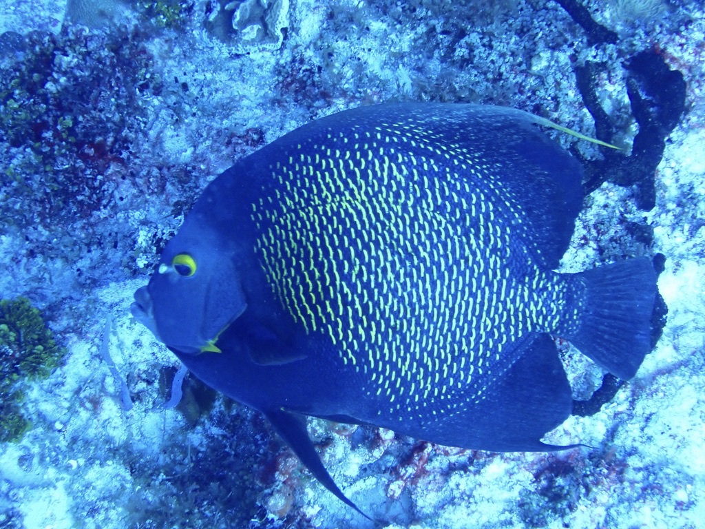 Photo de Poisson-ange français (Pomacanthus paru)