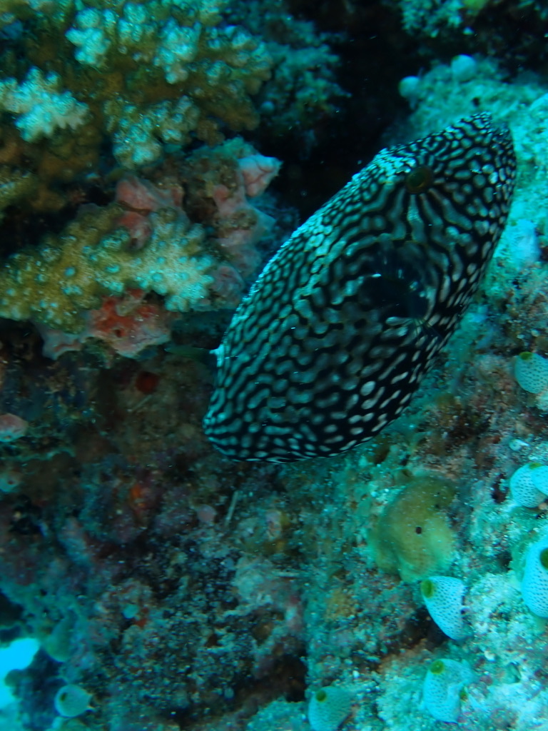 Foto de Pez globo puntos blancos (Arothron hispidus)