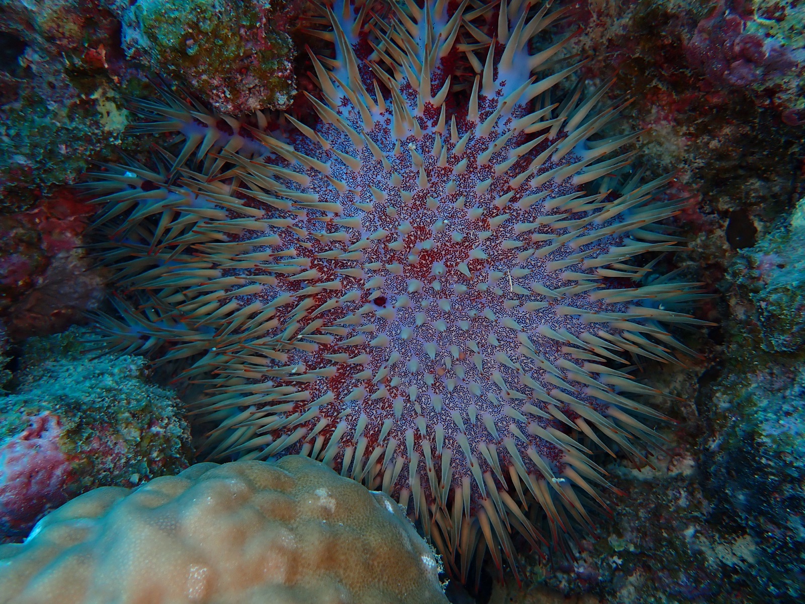Foto de Corona de espinas (Acanthaster planci)